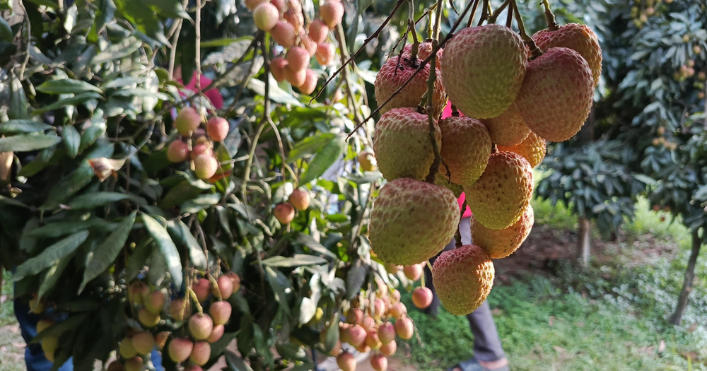 গাছে গাছে ঝুলছে রসালো লিচু