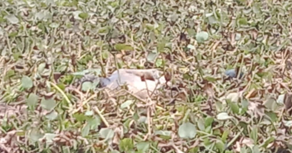 রাজবাড়ীতে অজ্ঞাত ব্যক্তির মরদেহ উদ্ধার