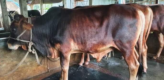 ঈদকে সামনে রেখে গাজীপুরে  বেড়েছে গরু চুরির হিড়িক