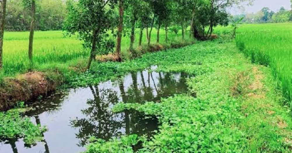 শ্রীপুরের স্বচ্ছ পানির ‘চিংড়ি খাল’ এখন শুধুই স্মৃতি