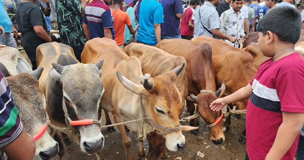 বৃষ্টিতে কোরবানির পশুর দাম কমার আশঙ্কা ব্যবসায়ীদের