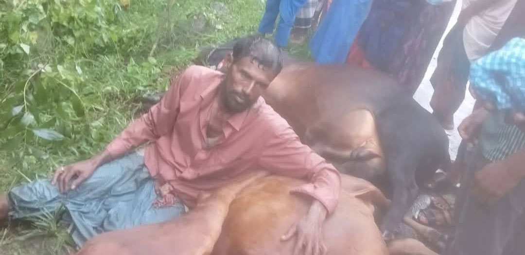 নোয়াখালীর সুবর্ণচরে গরুবোঝাই গাড়ি পুকুরে: ৩ গরুর মৃত্যু, ২টি জীবিত উদ্ধার