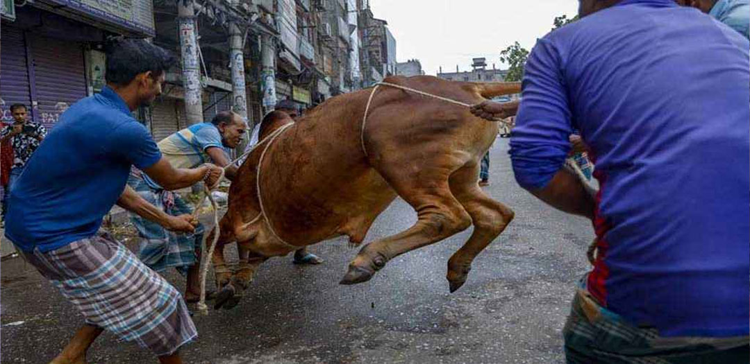 পাড়া-মহল্লায় চলছে পশু কোরবানি
