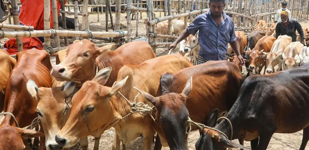 ঈদে ৯১ লাখ ৩৬ হাজার ৭৩৪ পশু কোরবানি: প্রাণিসম্পদ অধিদপ্তর