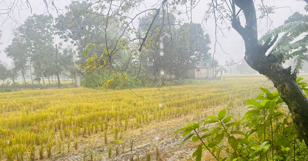 বৃষ্টির ছোঁয়ায় ঠাকুরগাঁওয়ে স্বস্তির নিঃশ্বাস