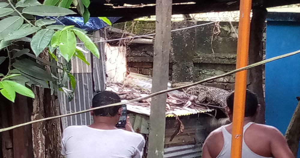 হাতিয়ায় পুকুরে ভাসমান গুইসাপে কুমির আতঙ্ক