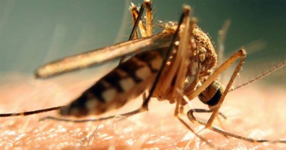 চিকুনগুনিয়া নিয়ে সতর্কতার এখনই সময়