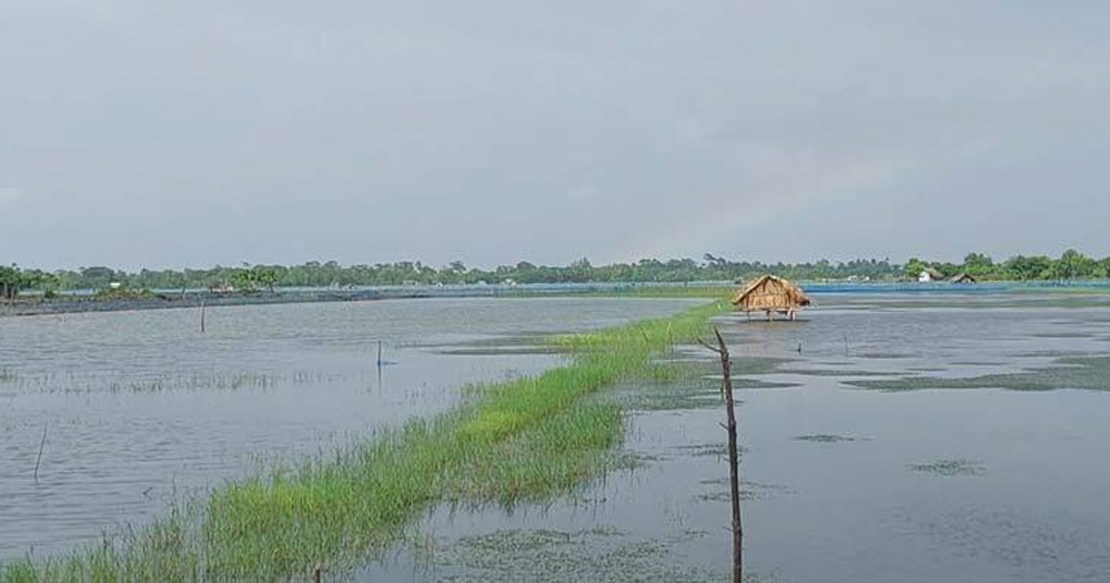 মোংলায় বৃষ্টিতে তলিয়েছে সাড়ে ৬০০ চিংড়ি ঘের
