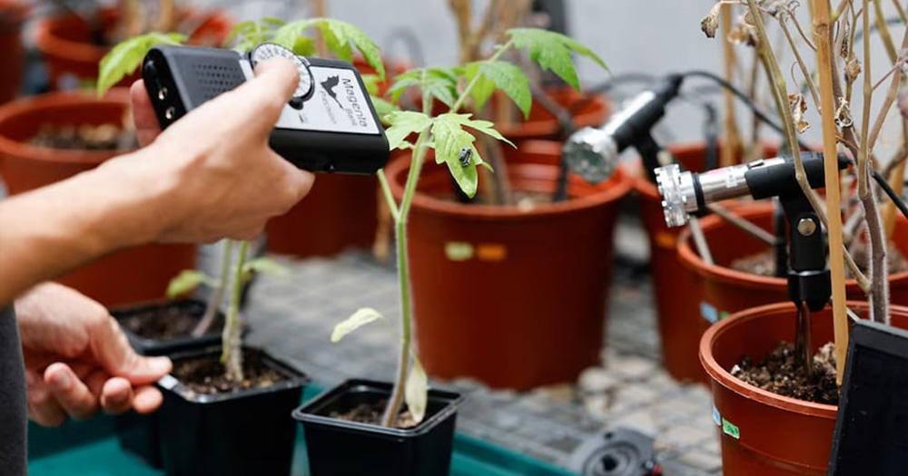 গাছপালা যখন কথা বলে, পোকামাকড় শোনে: গবেষণা