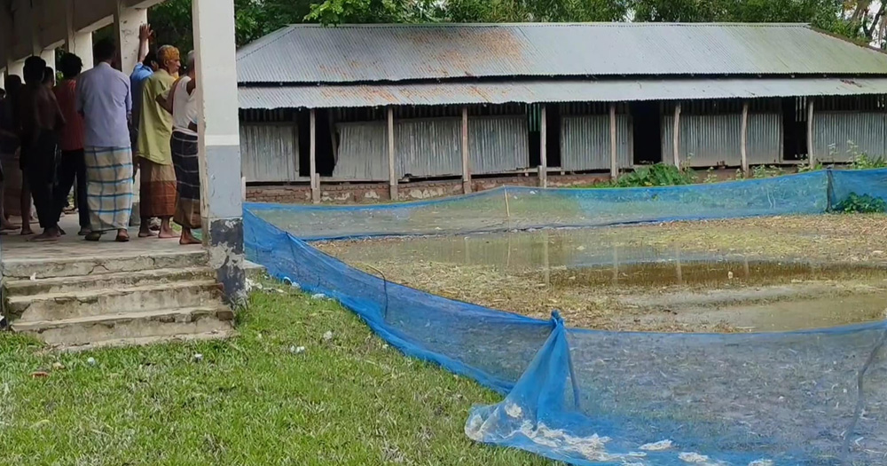 বাউফলে মাদ্রাসার খেলার মাঠে ধান চাষের অভিযোগ