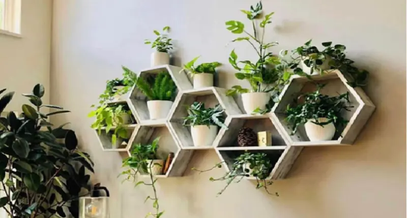 ঘর সাজাতে অল্প জায়গায় রাখা যায় যেসব গাছ