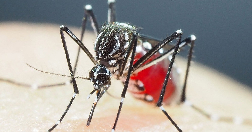 মশাবাহিত চিকুনগুনিয়া ভাইরাস নিয়ে বিশ্ব স্বাস্থ্য সংস্থার উদ্বেগ