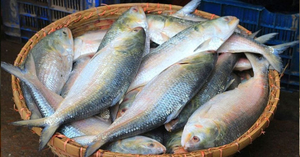 ১১ হাজার টন ইলিশ যাচ্ছে সৌদি আরব