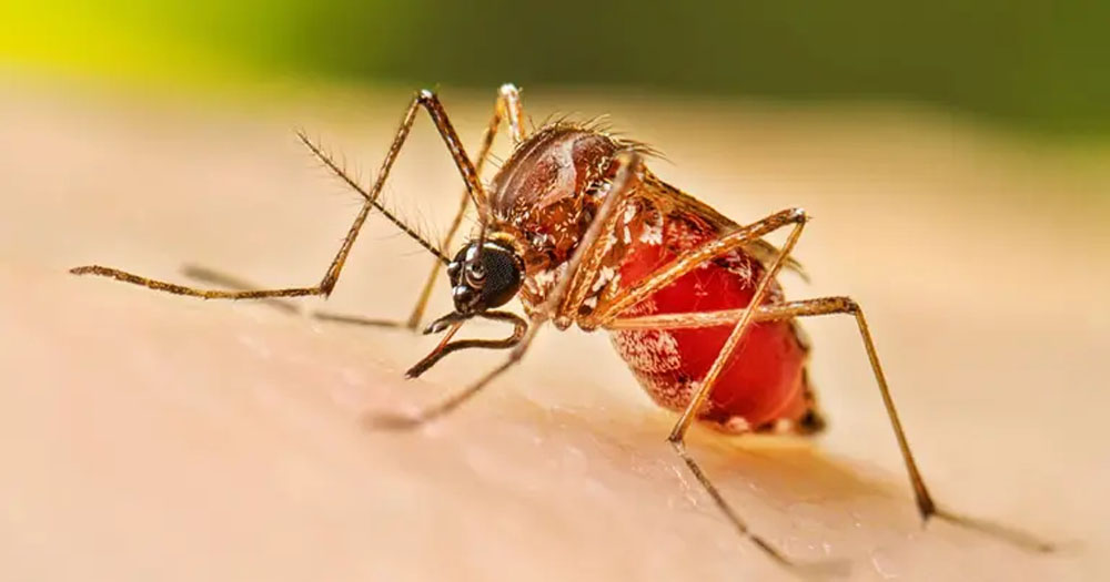 ডেঙ্গুতে আরও তিনজনের মৃত্যু, হাসপাতালে ভর্তি ৪০৯