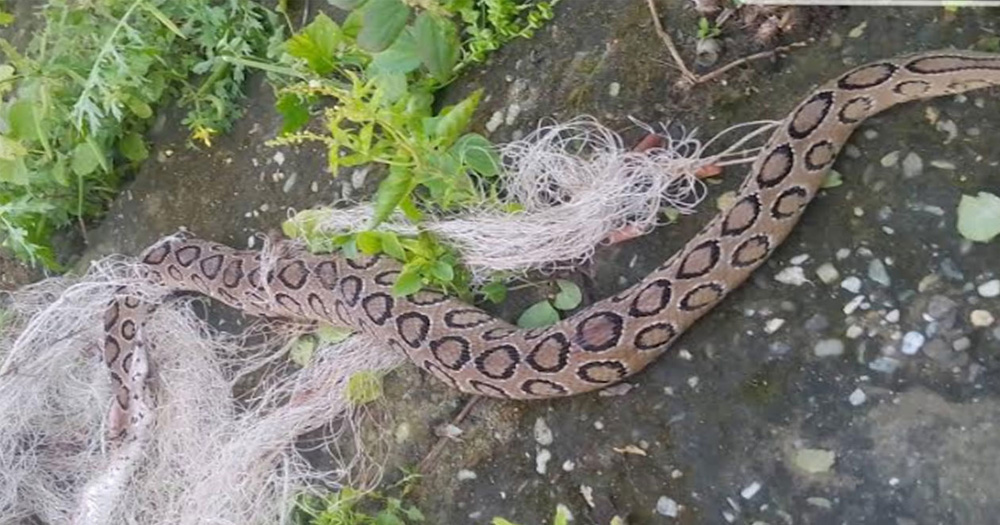 রাজশাহীতে সাপের উপদ্রব: এক মাসেই ৩০০ সাপ হত্যা, উদ্ধার ২৫০