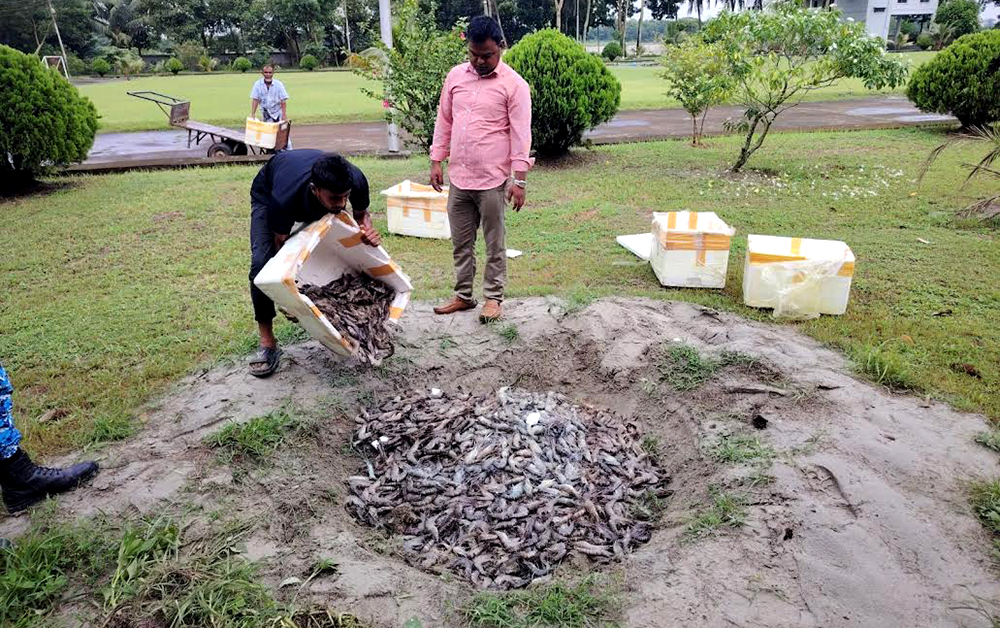 চাঁদপুরে ৪৫ মণ জেলিযুক্ত চিংড়ি জব্দ