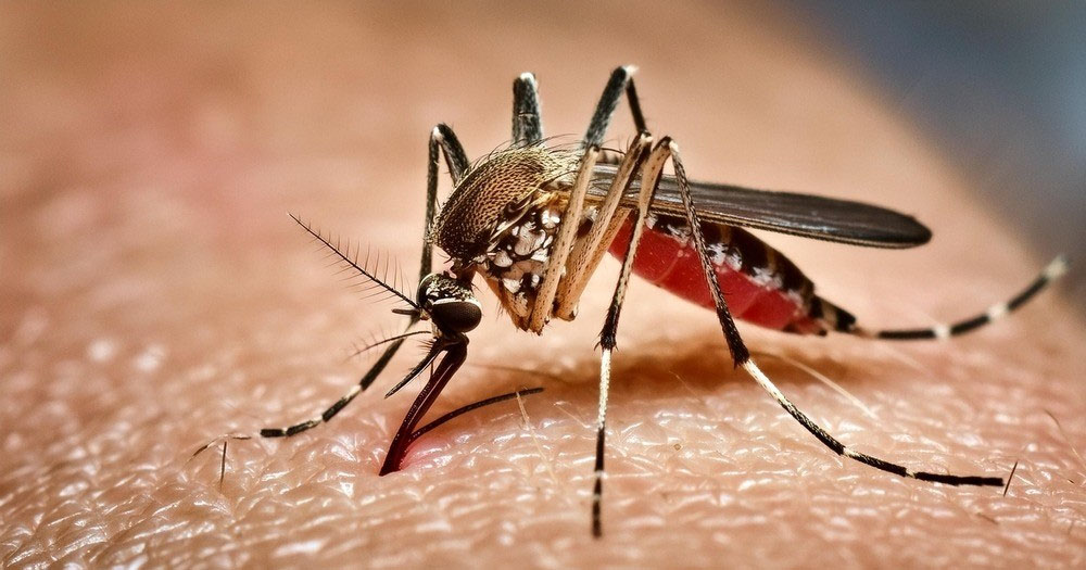 দেশে ডেঙ্গুতে আরও একজনের মৃত্যু, আক্রান্ত ৩৯৩