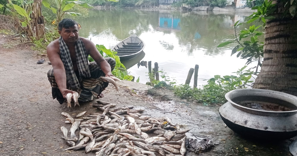 কচুয়ায় পুকুরে বিষ প্রয়োগে মাছ নিধন, কয়েক লাখ টাকার ক্ষতি