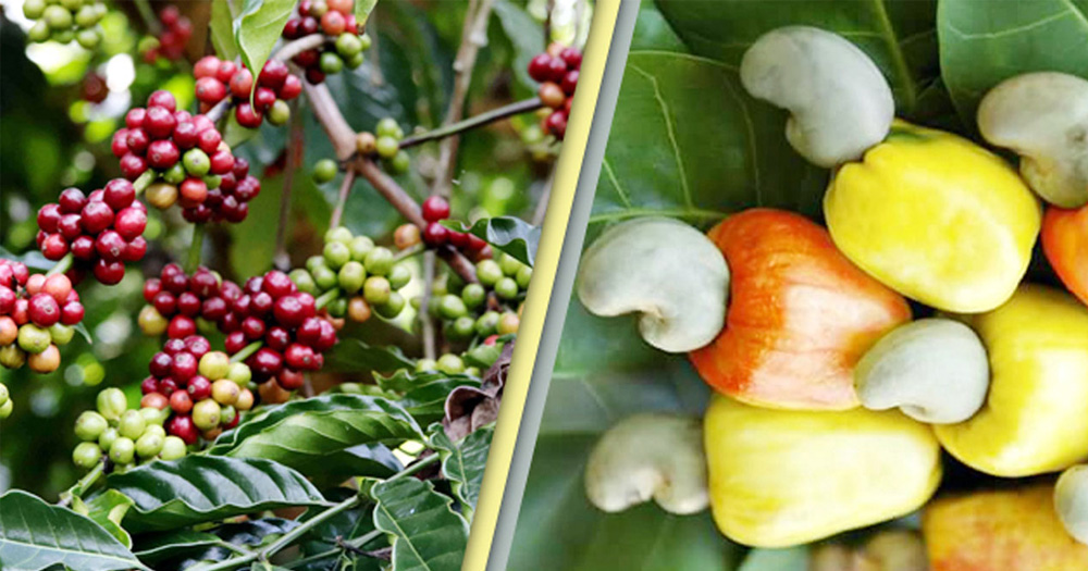 কাজু ও কফিতে পাহাড়ি কৃষির নতুন দিগন্ত