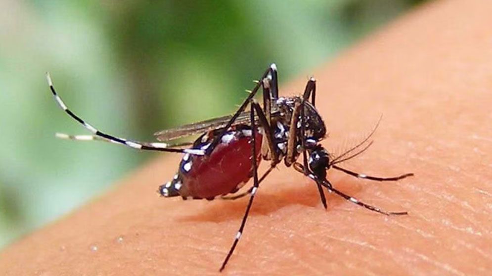 ডেঙ্গুতে আরও একজনের মৃত্যু