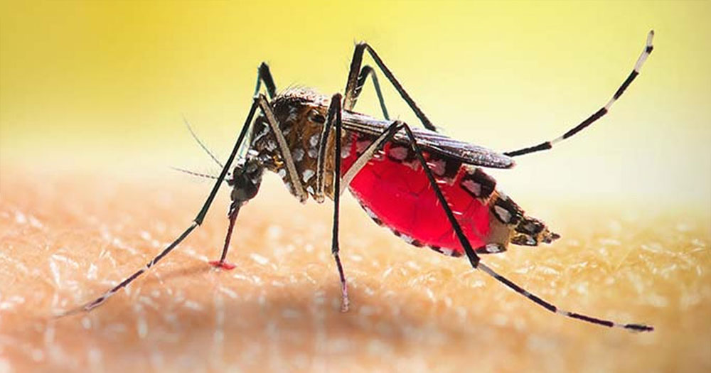 ডেঙ্গুতে মৃত্যুর অর্ধেকই ঢাকার বাইরে, রোগীও দুই-তৃতীয়াংশ আরও অবনতির শঙ্কা