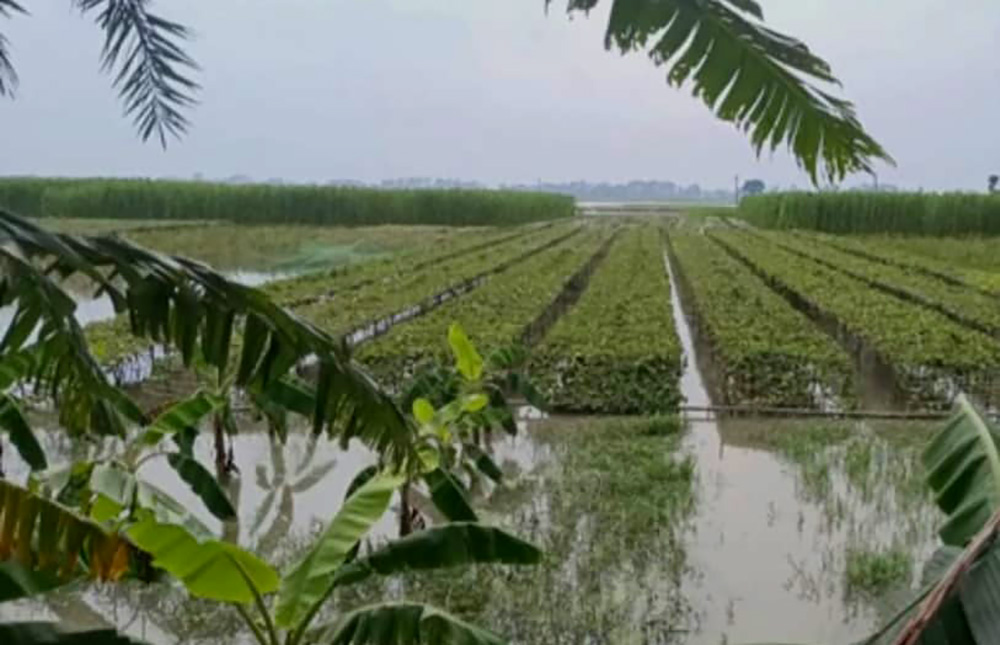 ঝিনাইদহের কোটচাঁদপুর টানা বর্ষণে পানির নিচে অধিকাংশ আবাদি জমি