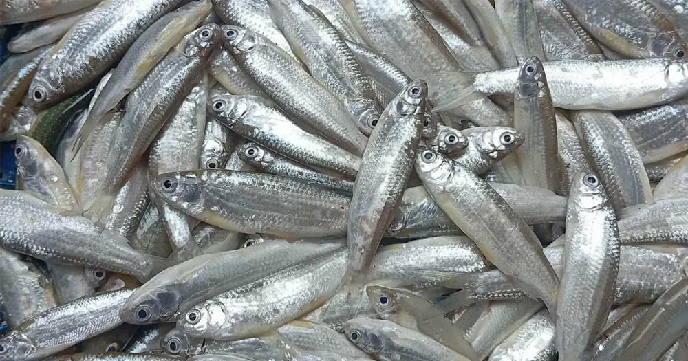 বিলুপ্তির পথে তিস্তার সুস্বাদু বৈরালি মাছ