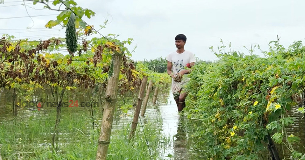 পদ্মার ঢলে তলিয়ে গেছে ফসলি জমি