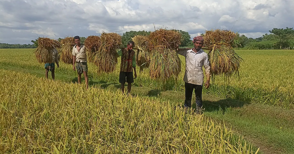 যত্নে ফলানো ‘স্বপ্ন’ এবার যাচ্ছে কৃষকের বাড়ি