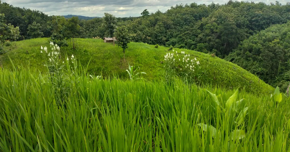 সবুজের আঁচলে পাহাড়ি জীবনের ভরসা জুম চাষ
