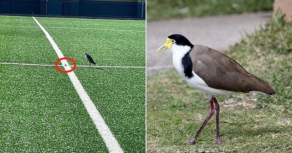 পাখি ডিম পেড়েছে, তাই এক মাস স্টেডিয়াম বন্ধ