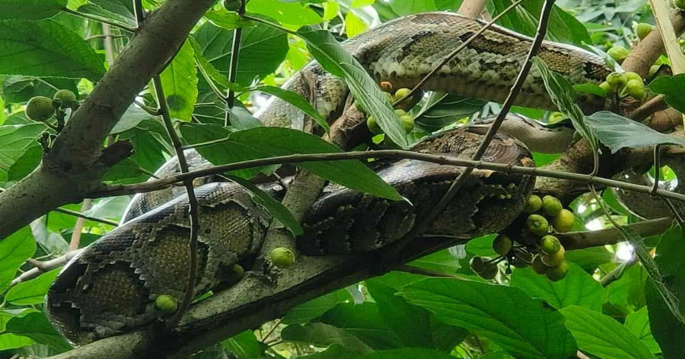কুড়িগ্রামে দেখা মিলল অজগর সাপের