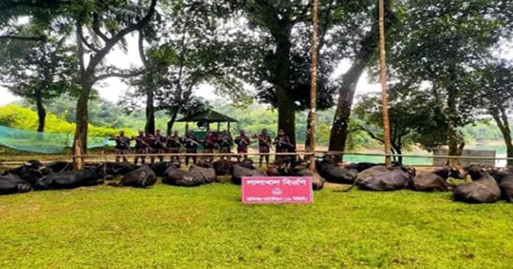 সিলেট সীমান্তে ৫৩ মহিষসহ ভারতীয় মালামাল জব্দ