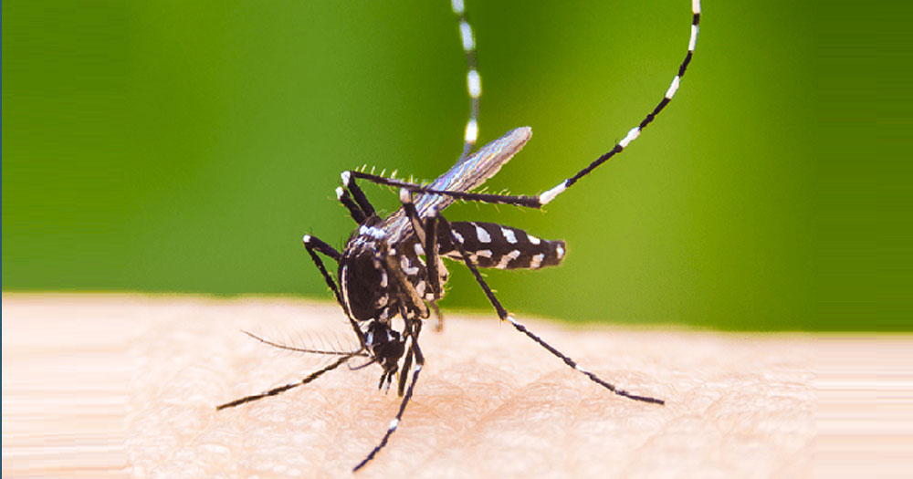 ডেঙ্গু এখন ঢাকামুখী