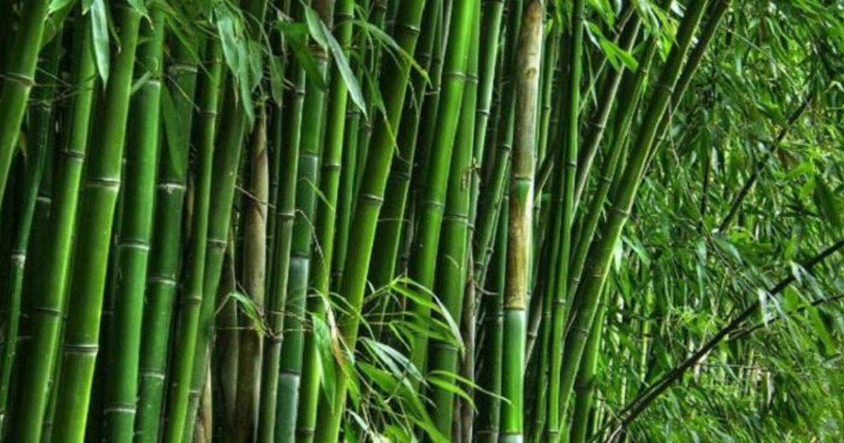 আজ বিশ্ব বাঁশ দিবস