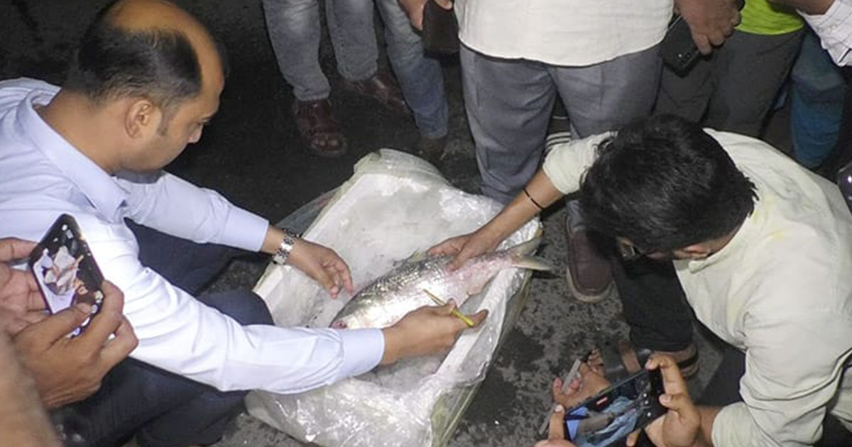 দুই দিনে বেনাপোল দিয়ে রপ্তানি হলো প্রায় ৬৪ মেট্রিক টন পদ্মার ইলিশ
