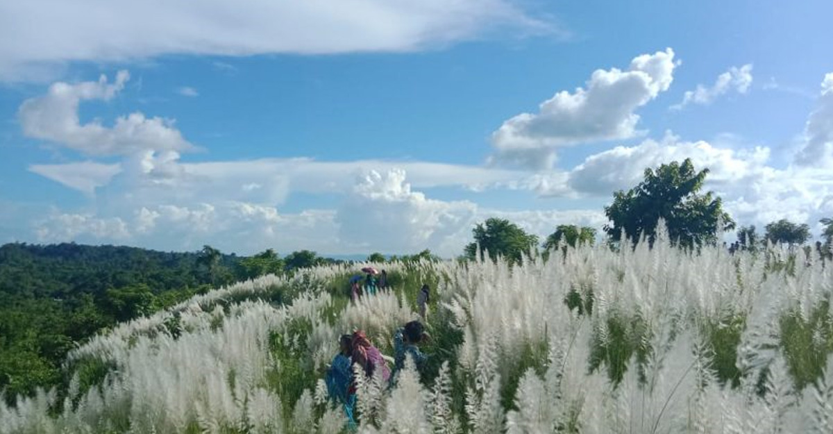 শরতের কাশবন, প্রকৃতির আঁকা জীবন্ত ক্যানভাস