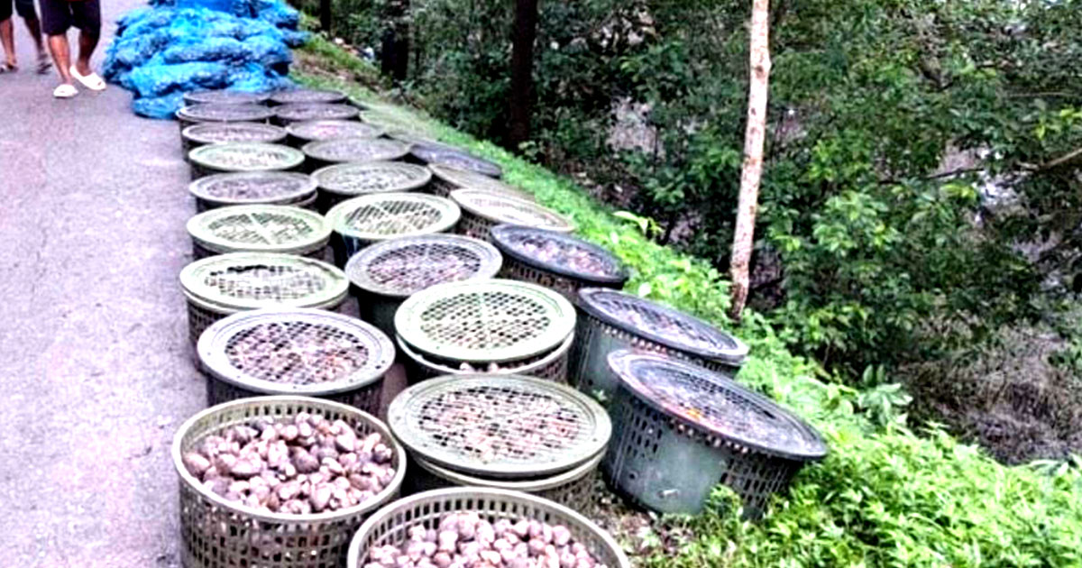 সুন্দরবন থেকে পাচার হচ্ছে শামুক ঝিনুক হুমকির মুখে জীব বৈচিত্র্য