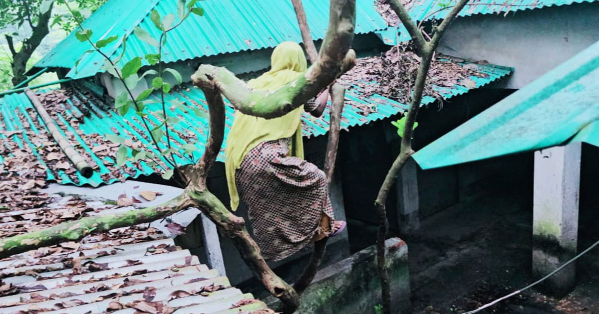 গাজীপুরে নিজ বাড়িতে অবরুদ্ধ বিধবা শামসুন্নাহার, গাছ-মই বেয়ে যেতে হয় ঘরে