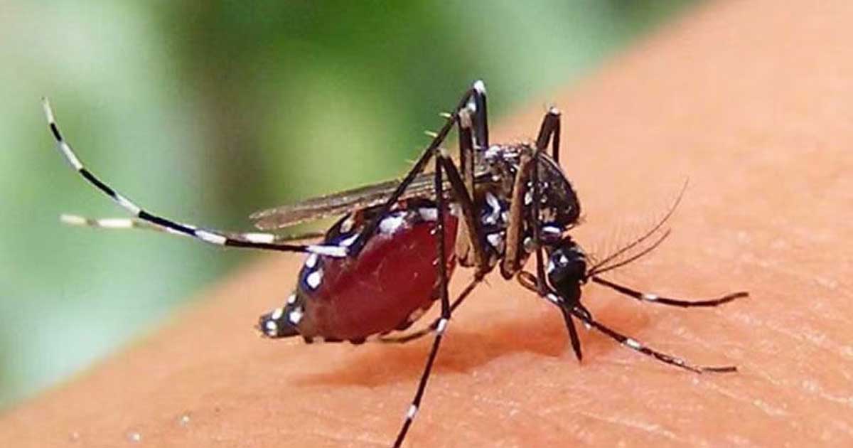 ডেঙ্গুতে একদিনে আরও ৩   জনের মৃতু, হাসপাতালে ৭৩৫