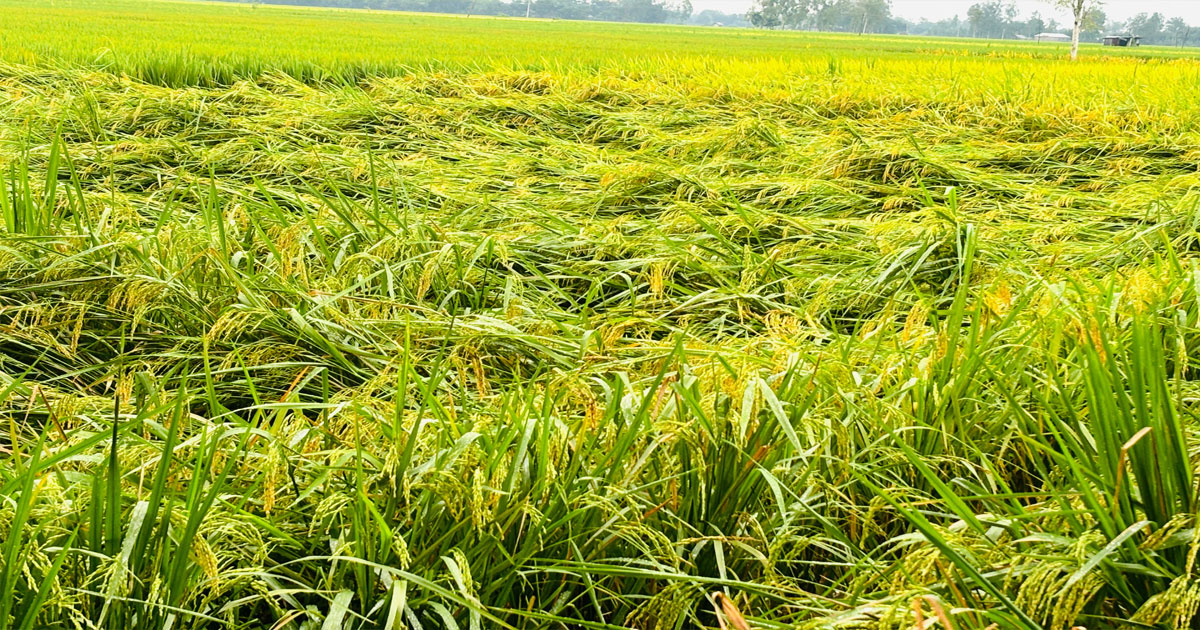 টানা বৃষ্টিতে ক্ষতির মুখে ঠাকুরগাঁওয়ের কৃষক, পাকা ধান পানিতে ডুবে রং কালচে