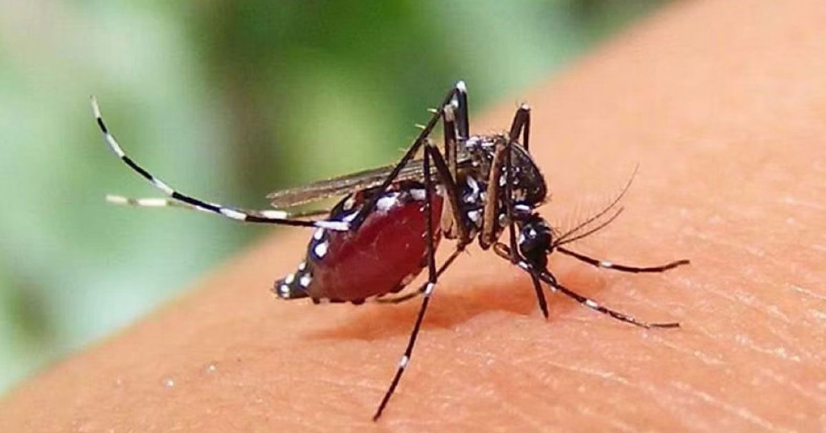 ডেঙ্গুতে আরো ৪ জনের মৃত্যু, ভর্তি ৮০৩