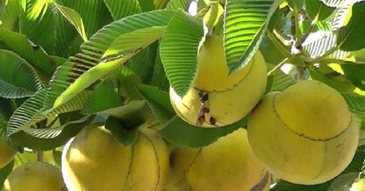 বিস্ময়কর এক ফল ‘চালতা’!