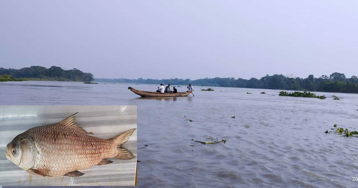 হালদায় ১২ বছর বয়সি ২০ কেজি কাতলার মৃত্যু