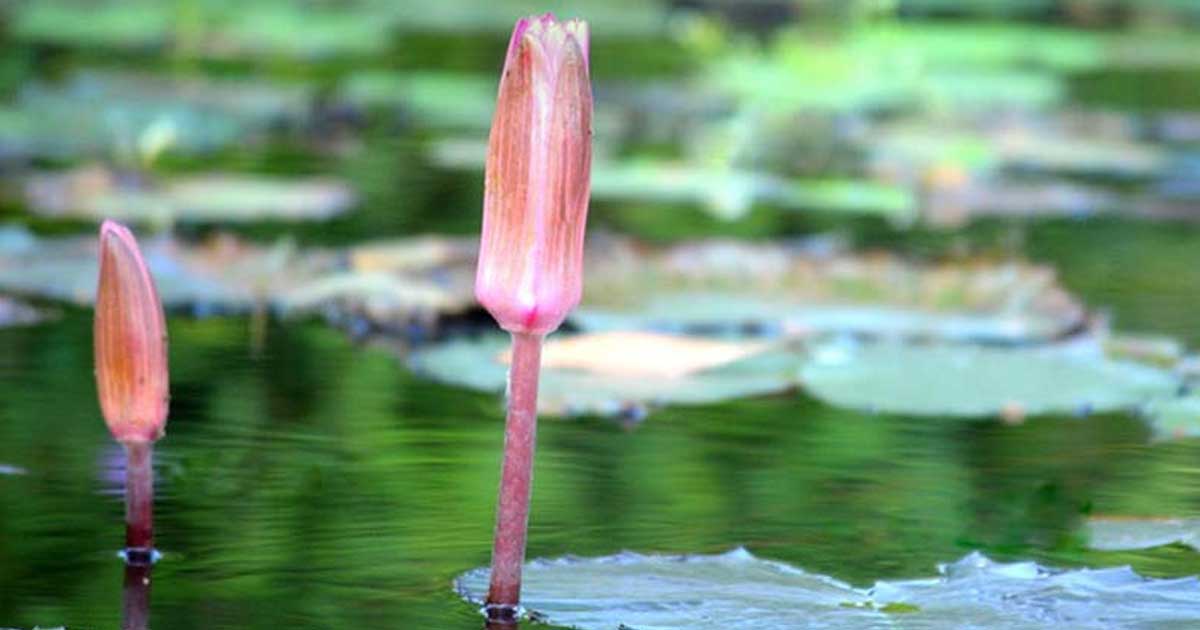 ইসির প্রতীক তালিকায় যুক্ত হল ‘শাপলা কলি’