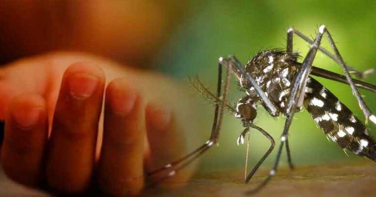 ডেঙ্গুতে আরও ৩ জনের মৃত্যু, শনাক্ত ৯৬৪