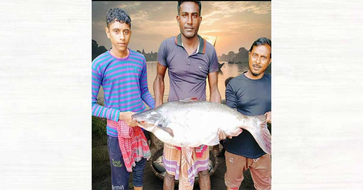 শার্শায় বড়শিতে ধরা পড়ল ১৬ কেজির বিশাল পাঙ্গাস