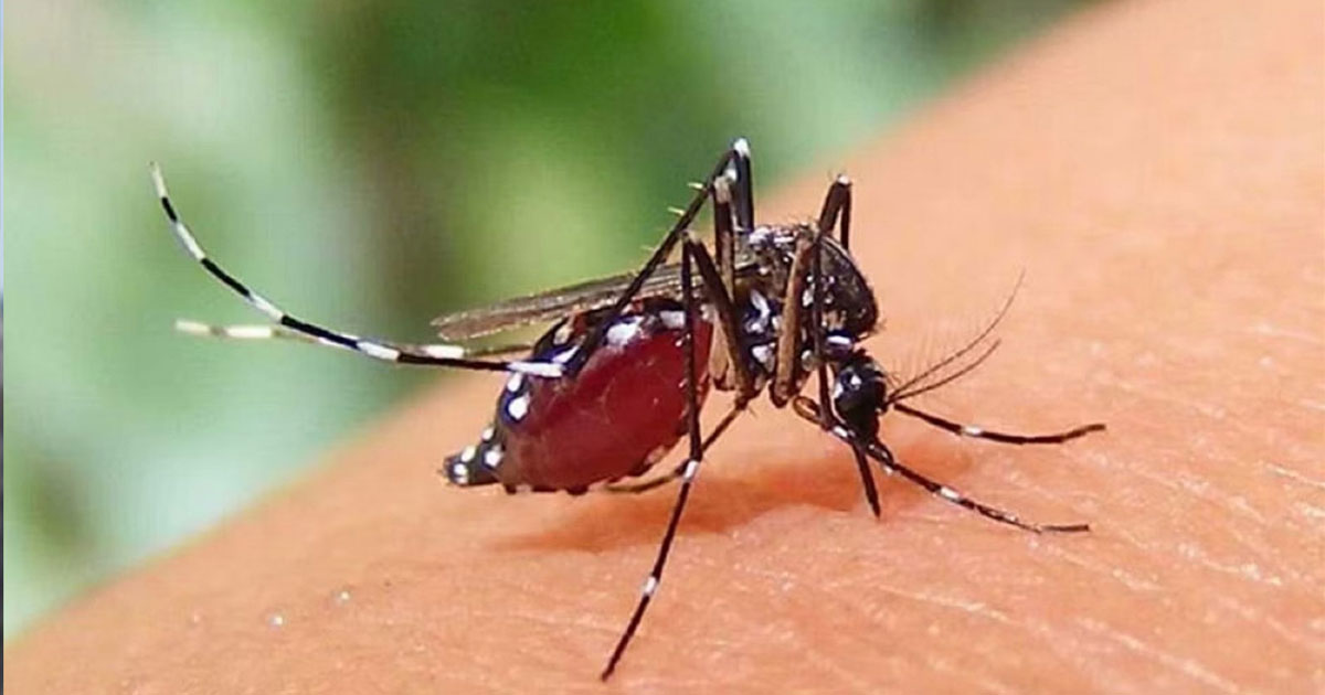 আজও ডেঙ্গুতে পাঁচজনের মৃত্যু