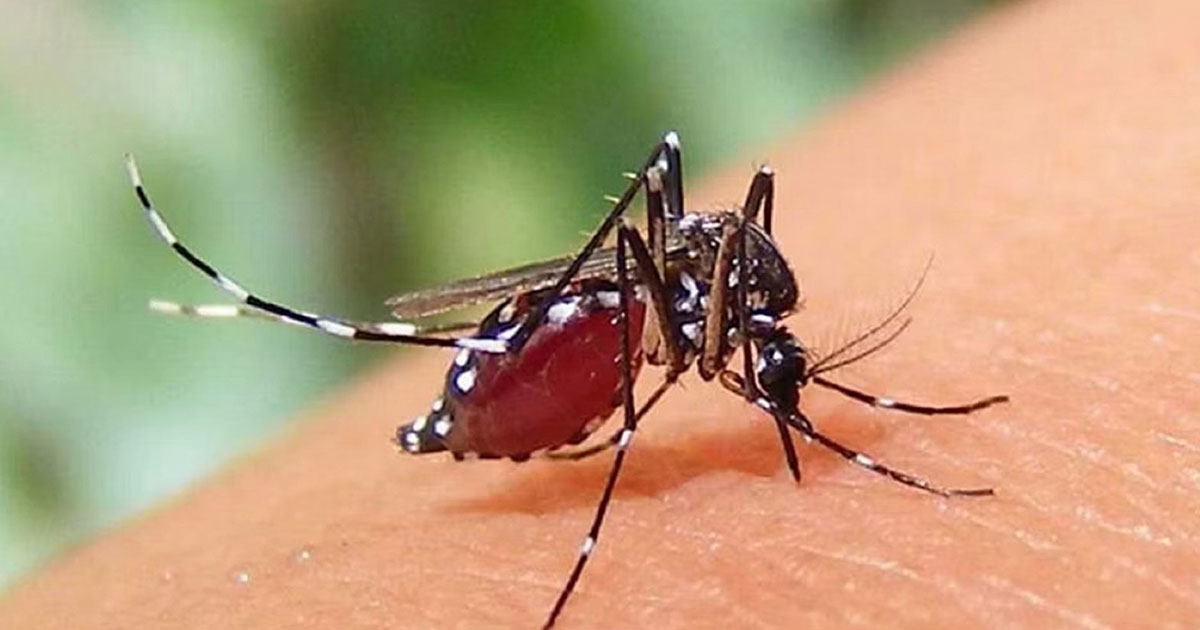 ডেঙ্গুতে মৃতু নেই, আক্রান্ত হয়ে হাসপাতালে ভর্তি ৪৮৮ জন