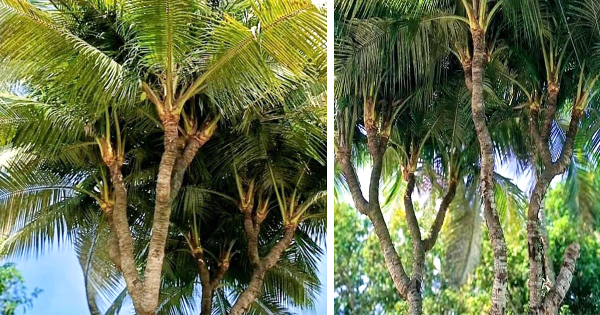 নাটোরের বিস্ময় ১৩ মাথার নারকেল গাছ !